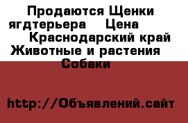 Продаются Щенки ягдтерьера  › Цена ­ 12 000 - Краснодарский край Животные и растения » Собаки   